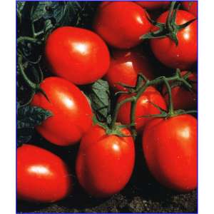 Кариока - томат детерминантный, Isi Sementi (Иси Сементи), Италия фото, цена